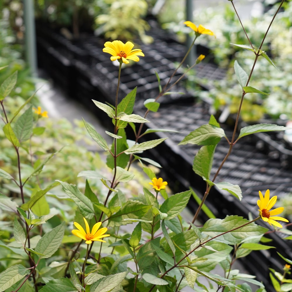 ヘリオプシス サマーナイト 2