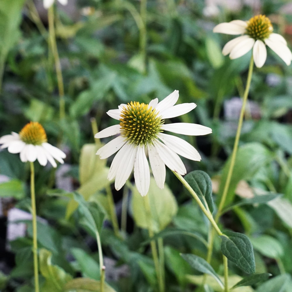 エキナセア メローイエロー 1