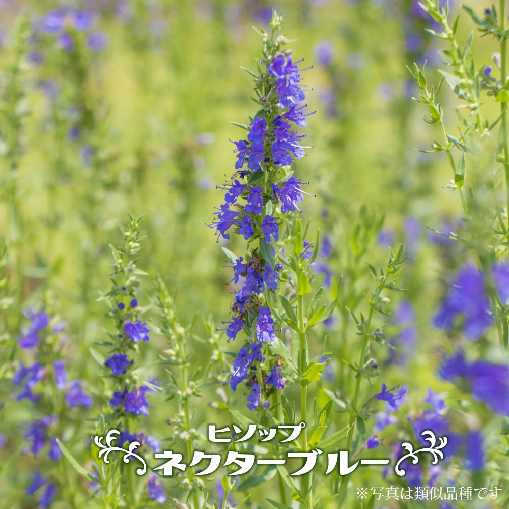 ヒソップ  ネクターブルー