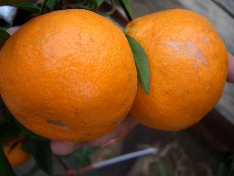 柑橘 宮川早生 3