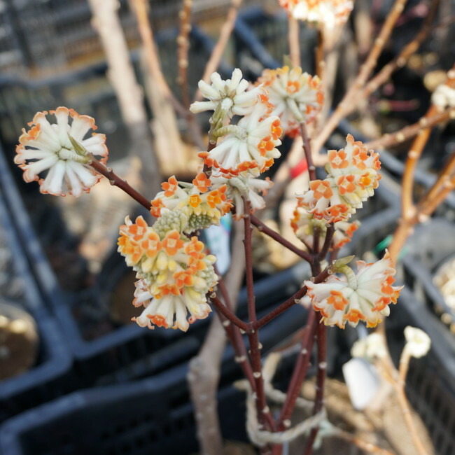 ミツマタ 赤花 2