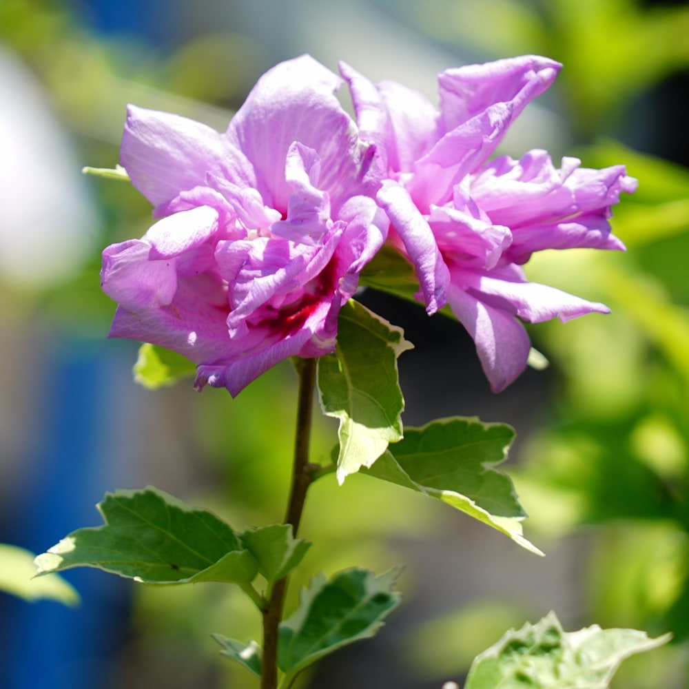 ムクゲ（木槿） バンゴッホ 6