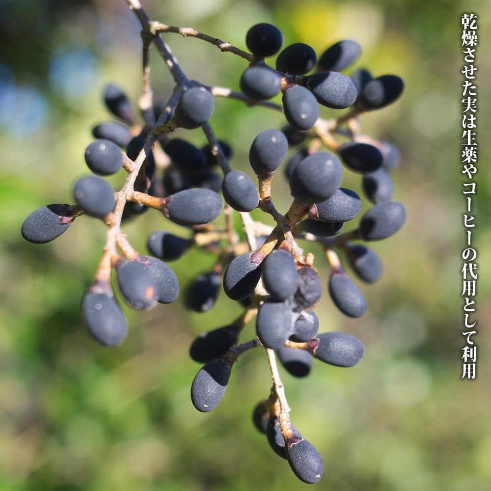 ネズミモチ プリン 4