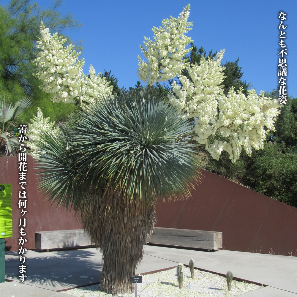 ユッカ ロストラータ 2