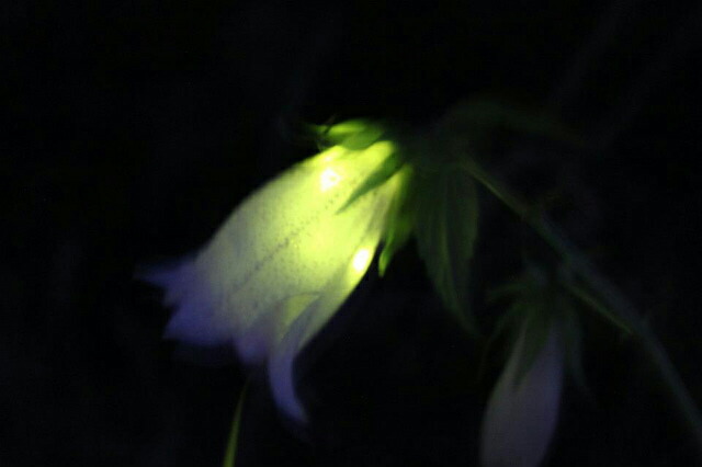 蛍が入ったホタルブクロ