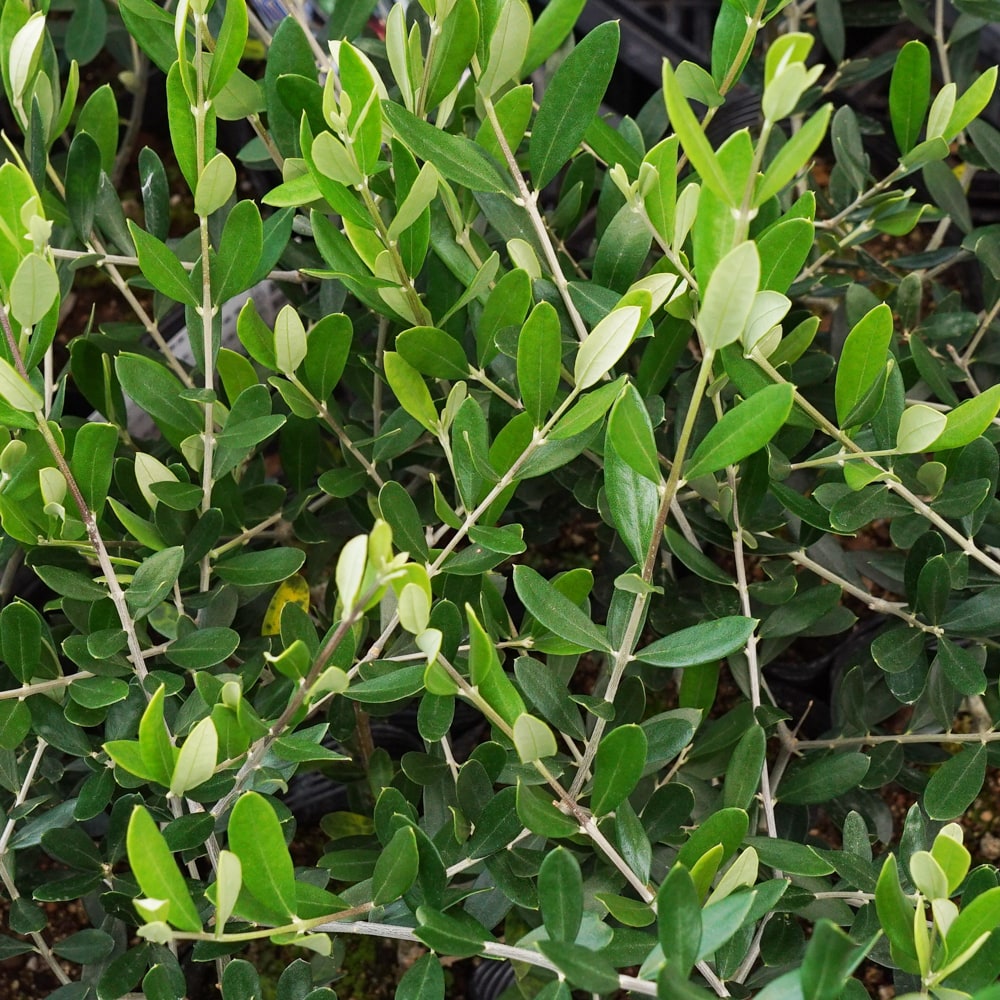 オリーブ カロレア 2