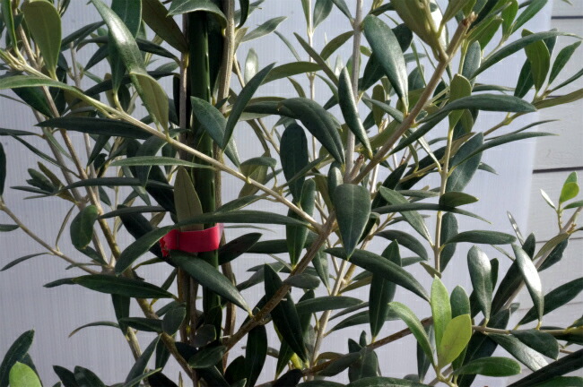 オリーブ バーデル 4