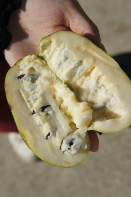 ポポー プロリフィックス 