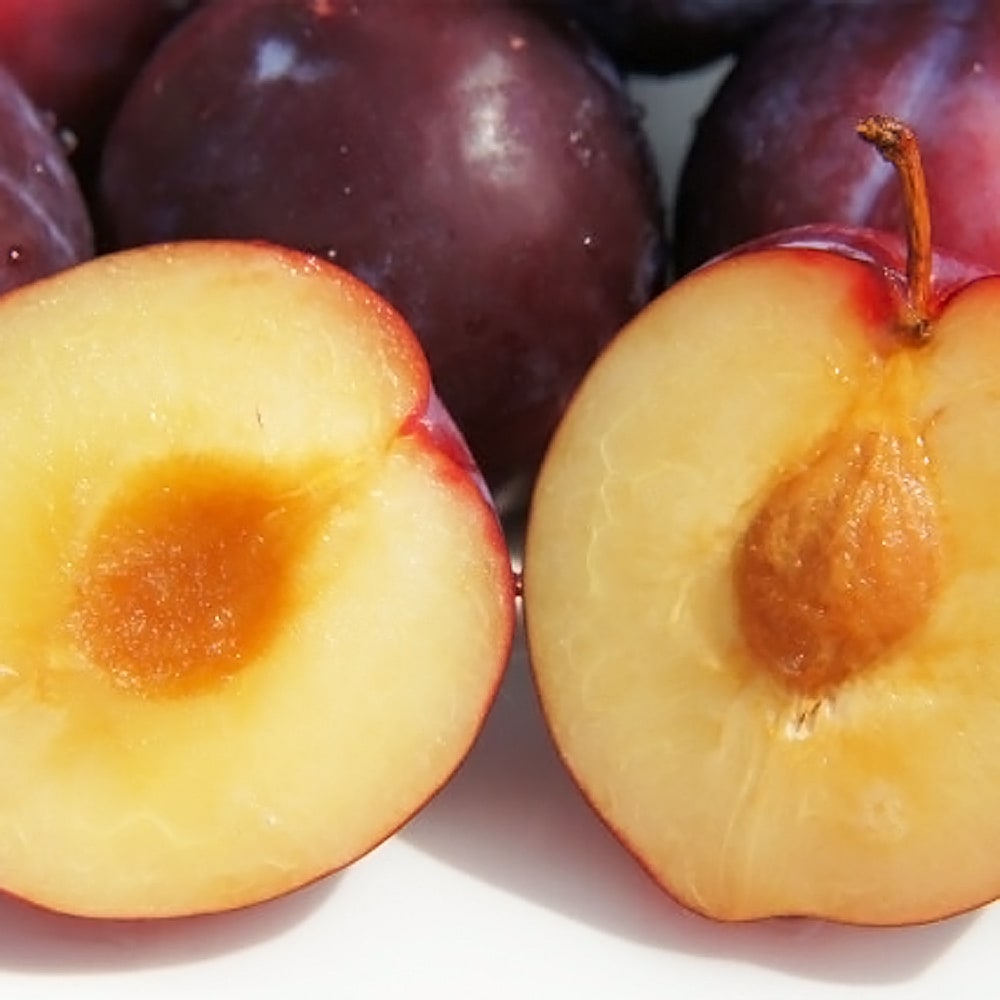 プラム・スモモ 太陽 