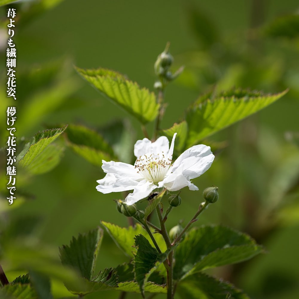 ラズベリー オレンジピコ 1