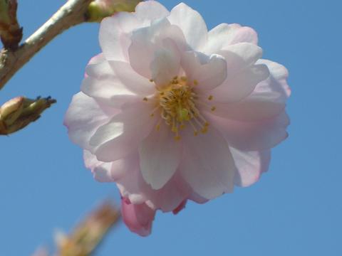 十月桜