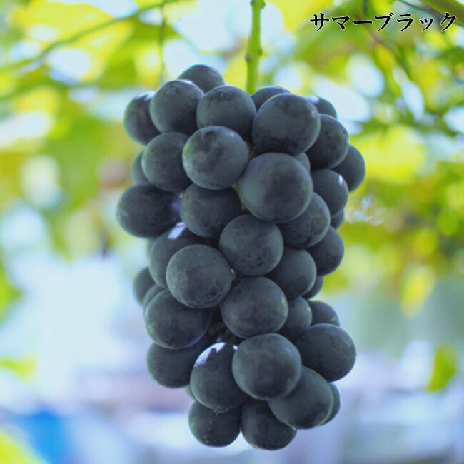 ブドウ サマーブラック　 2