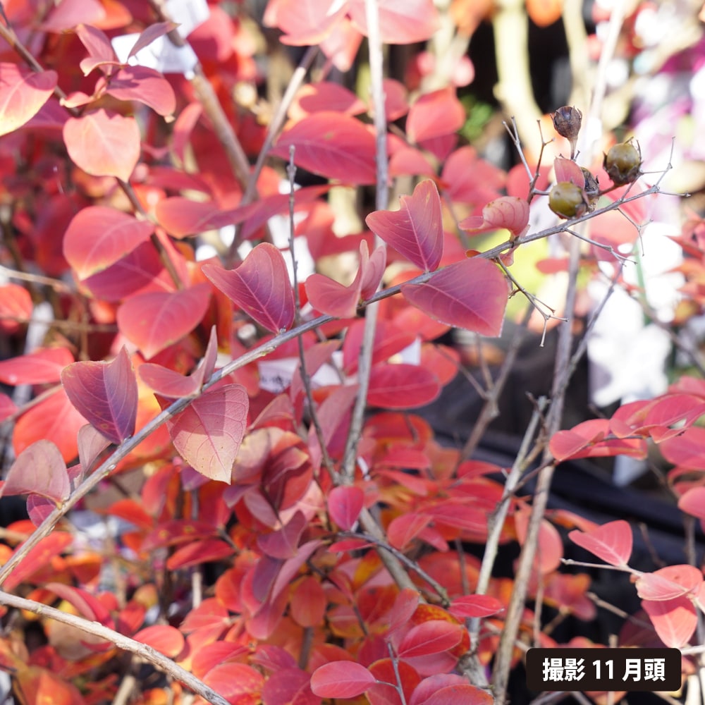 サルスベリ チェリー 2