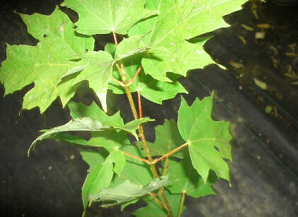 カエデ サトウカエデ 2