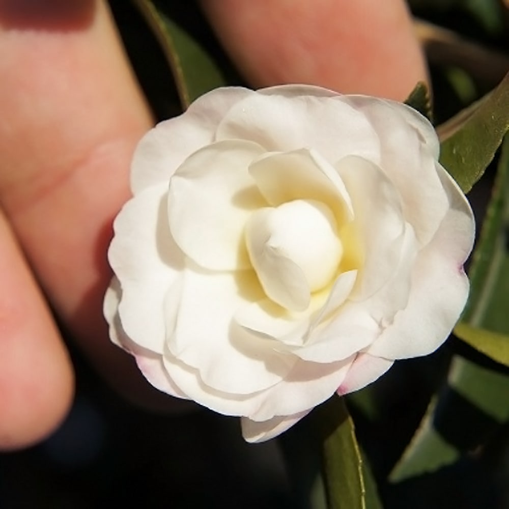 サザンカ リトルホワイト 3