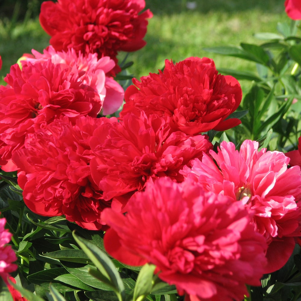 芍薬 ダイアナパークス 1