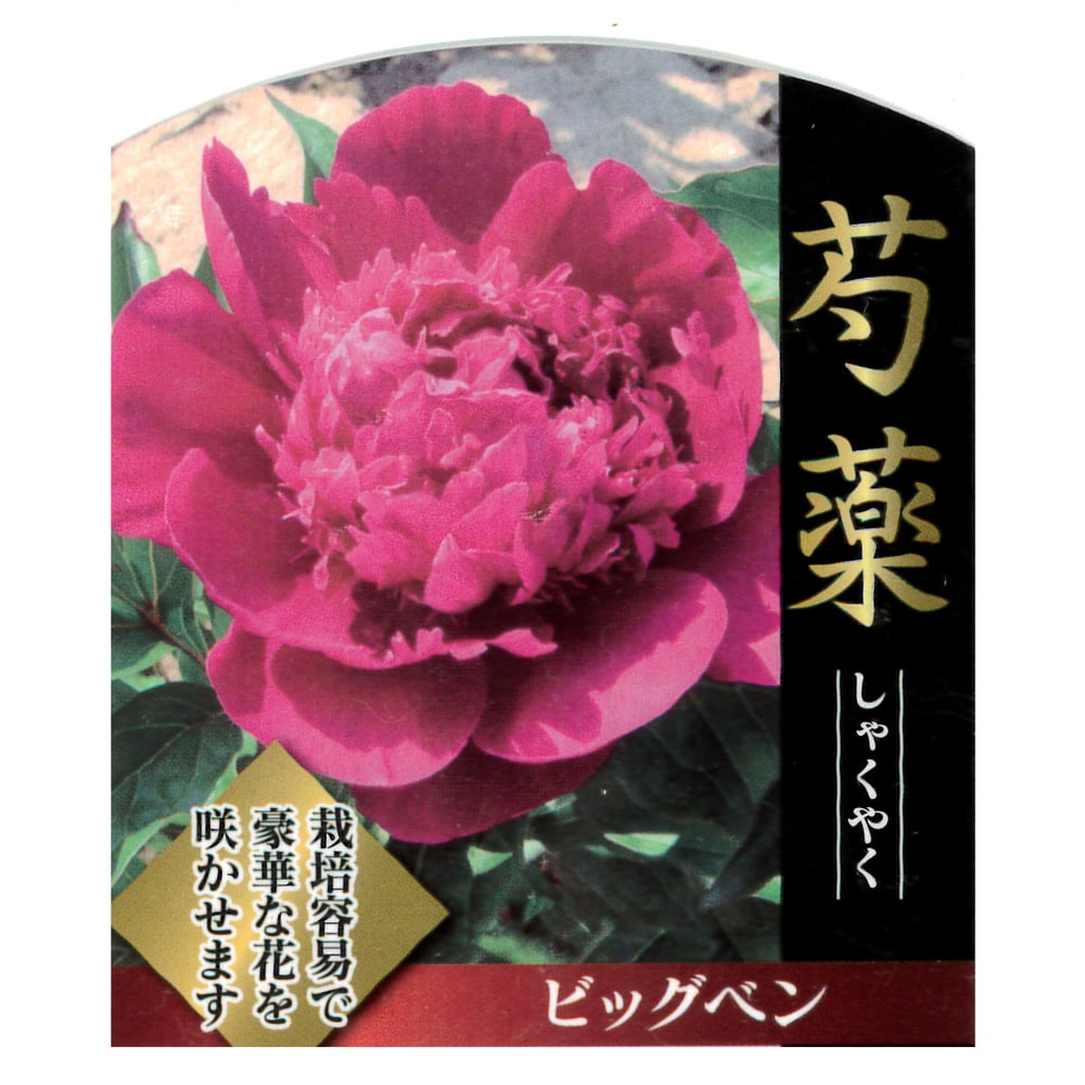 芍薬 ビッグベン 1