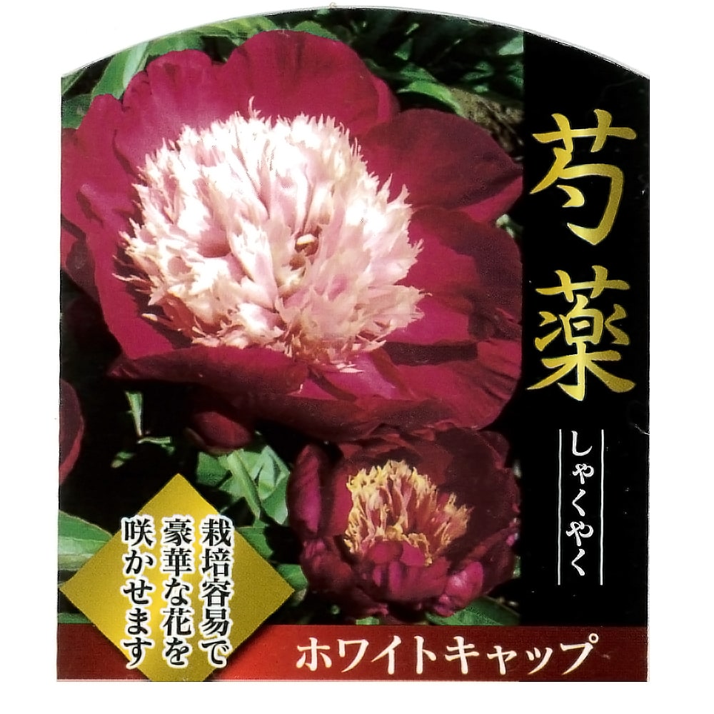 芍薬 ホワイトキャップ 1