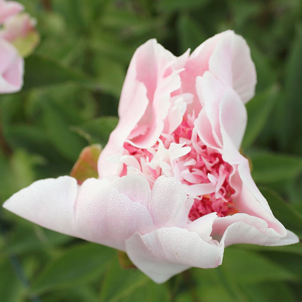 芍薬 ドゥーテル 1