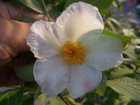 ナツツバキの花