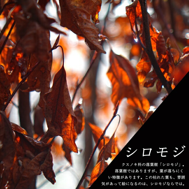 シロモジ シロモジ  3