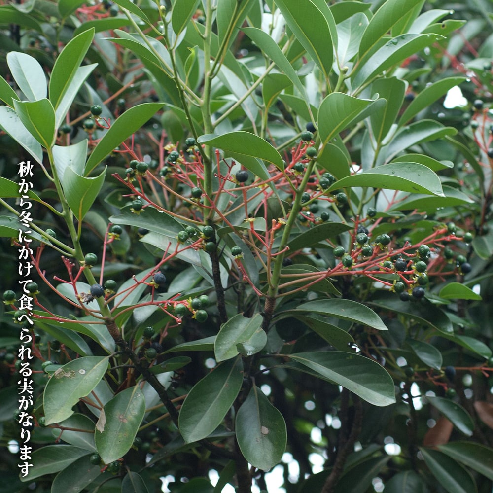 シジュウム（シシギウム） アデク 3