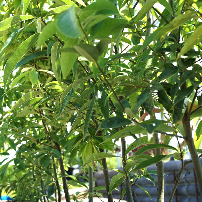 シラカシの生垣