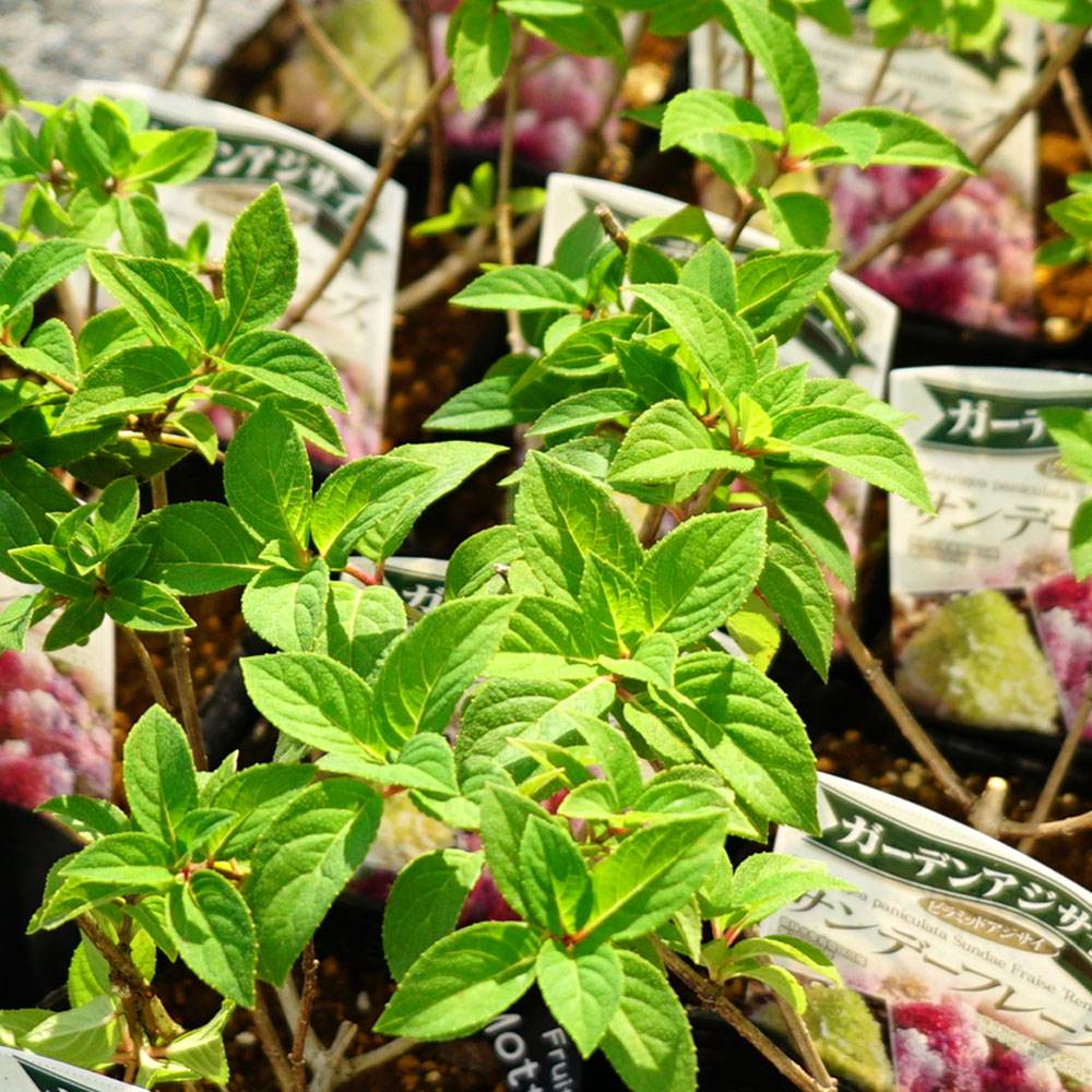 ノリウツギ サンデーフレーズ 1