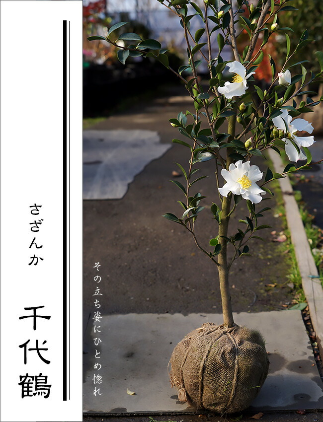 サザンカ　千代鶴