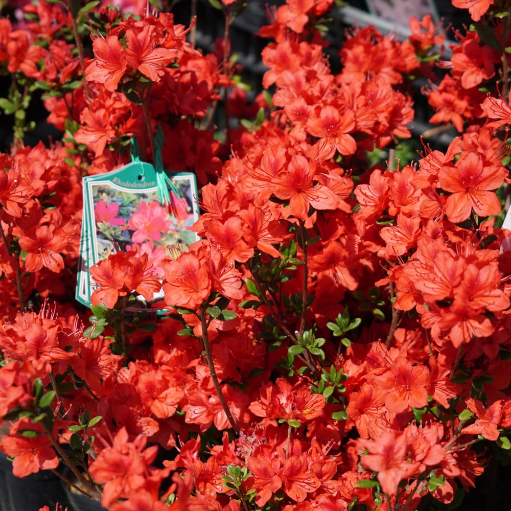 ツツジ 飛龍の舞 1