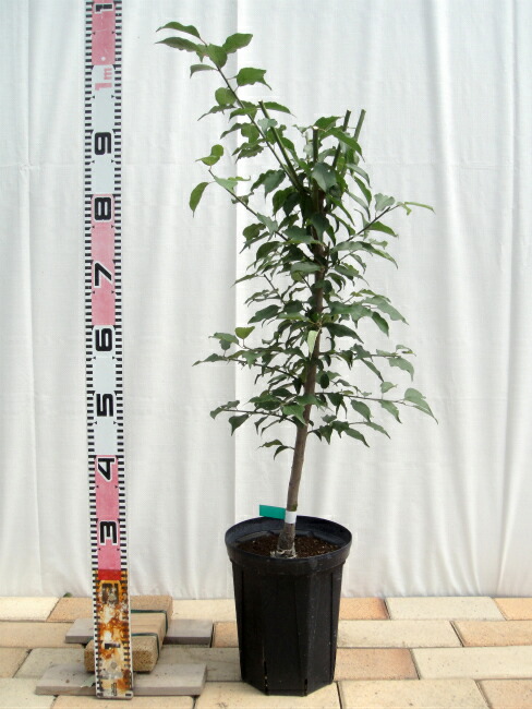 ウメ スリット鉢植え