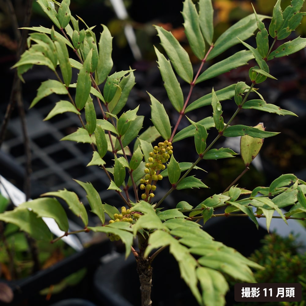 ヒイラギナンテン 銀葉 1