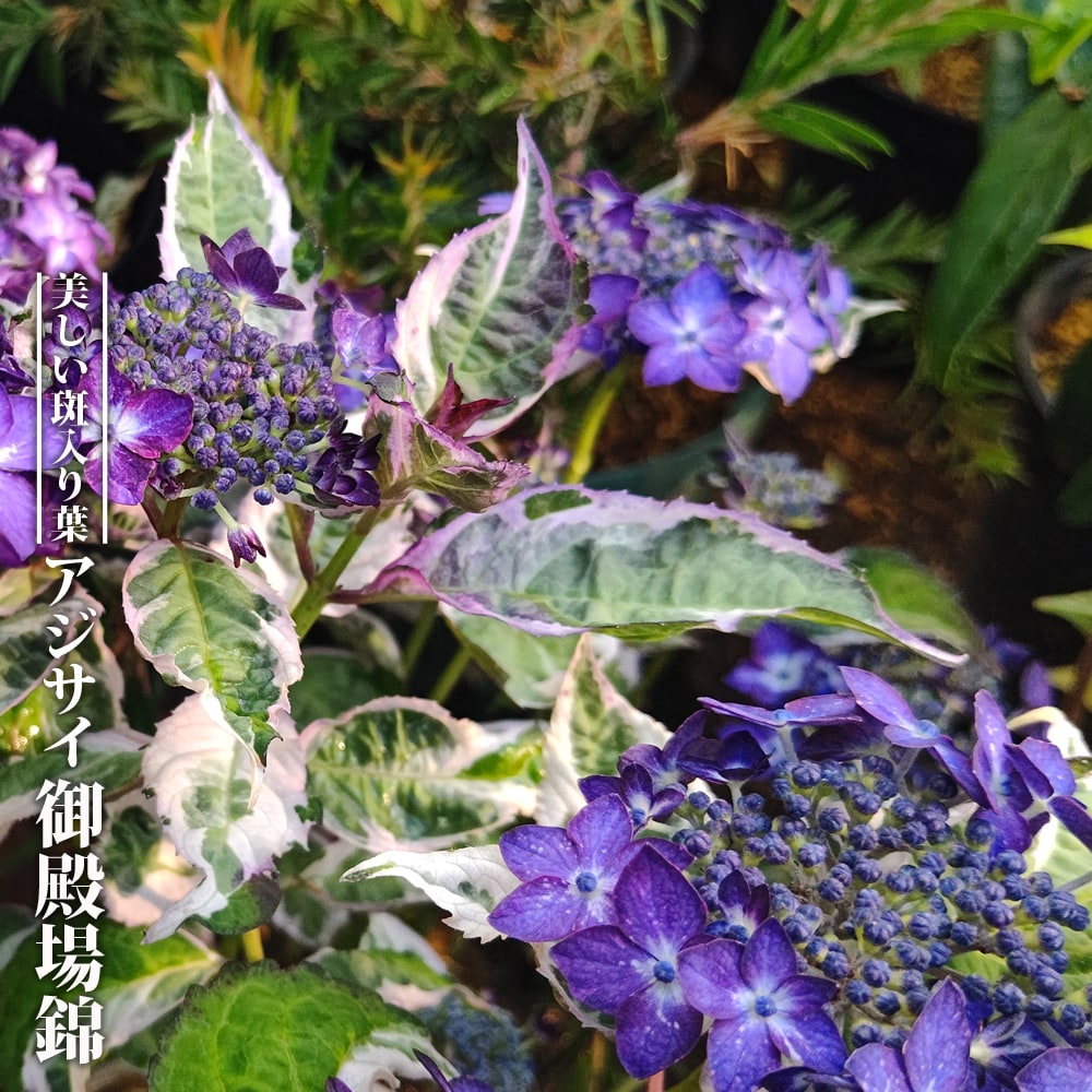 アジサイ 御殿場錦 