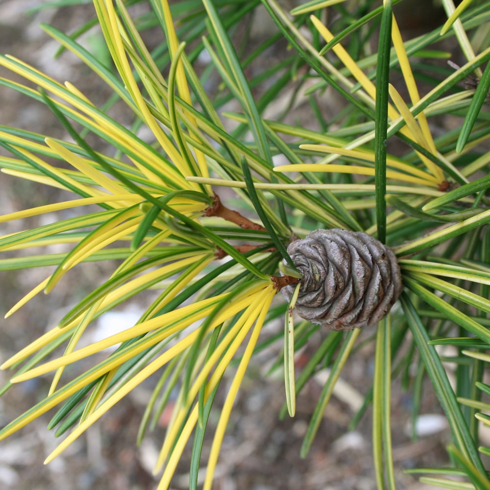 コウヤマキ 斑入 1