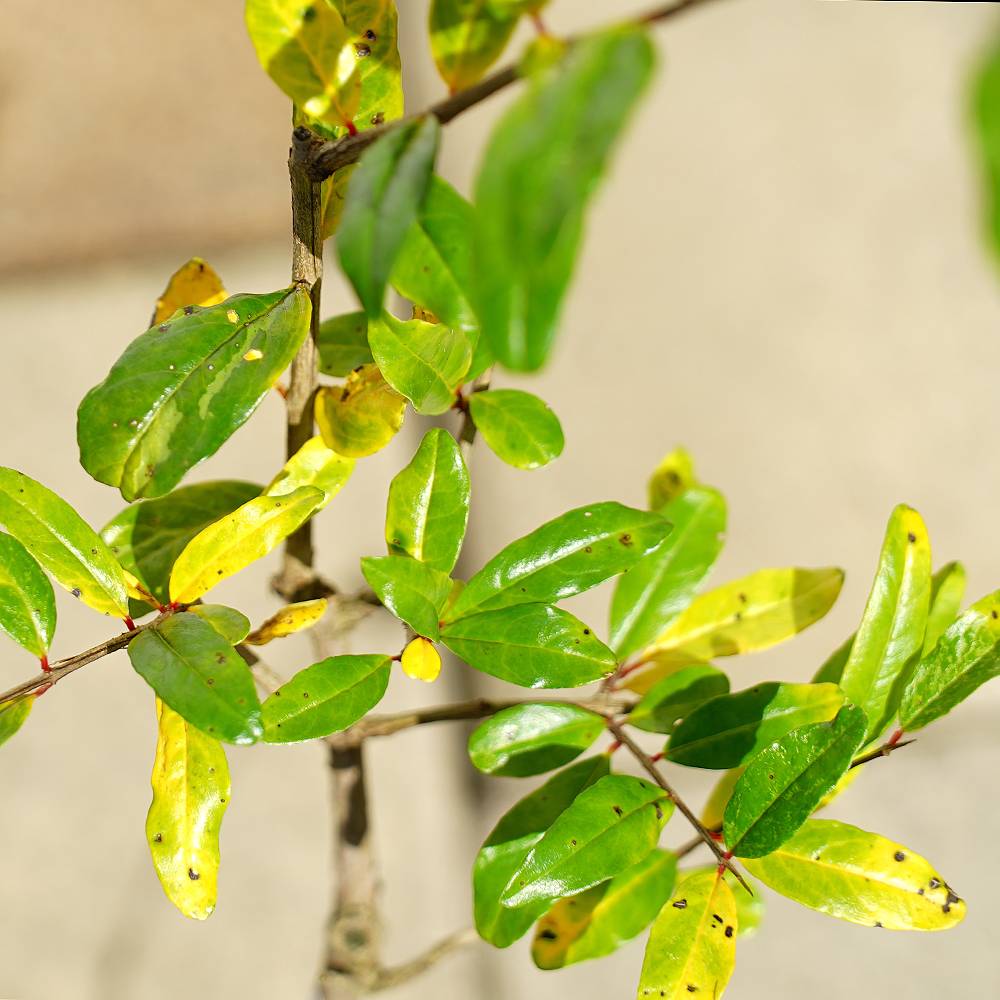 ザクロ 鹿の子絞り 1