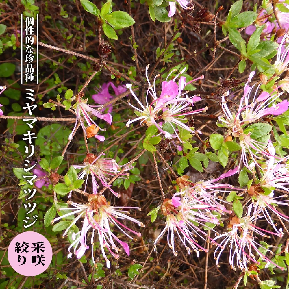ツツジ ミヤマキリシマ 采咲絞り