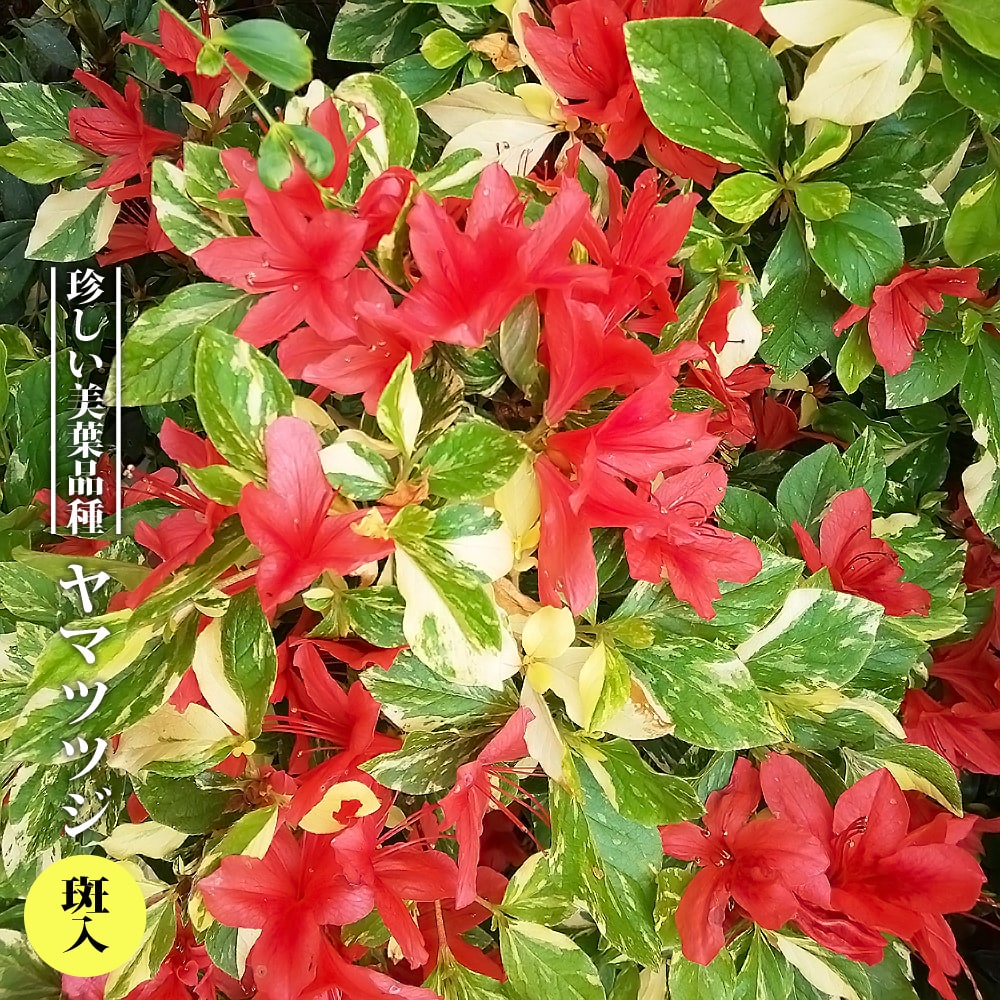 ツツジ 斑入 