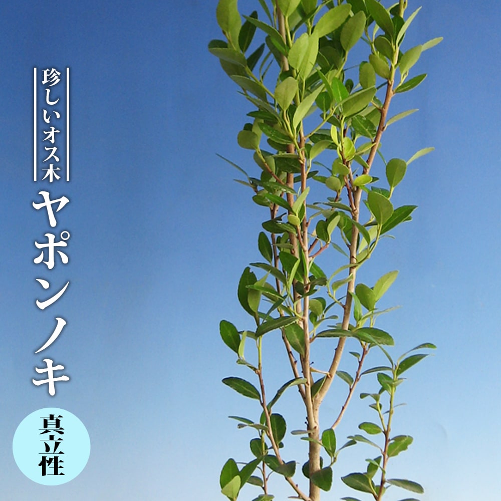 ヤポンノキ 直立性