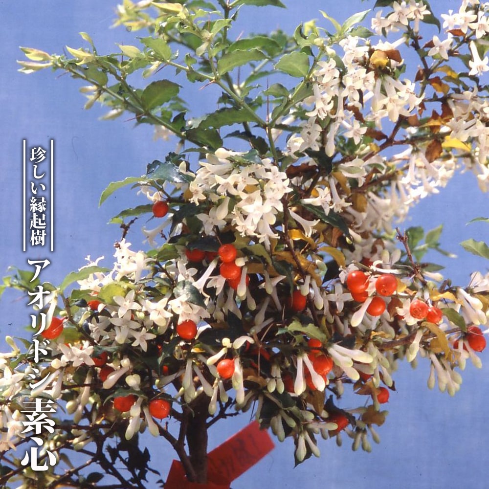 アリドオシ 素心