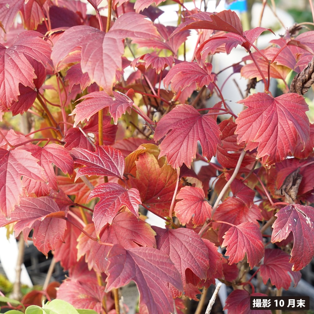 カンボク 中国 4