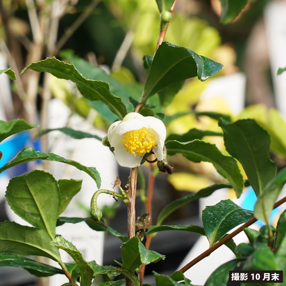 チャノキ 散斑 2