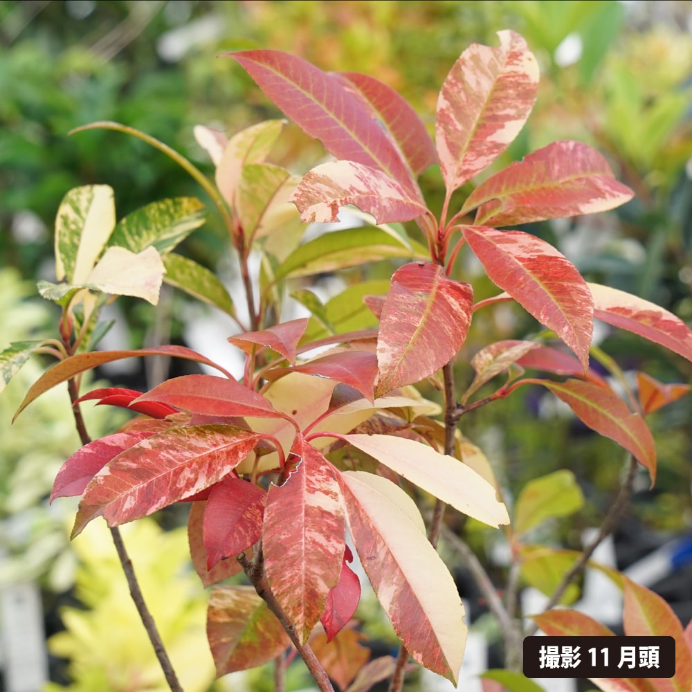 ベニカナメ 西洋 斑入 2