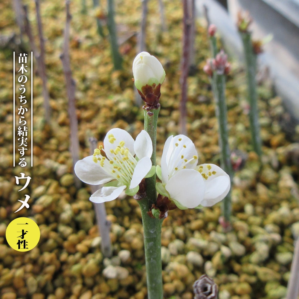 ウメ 一才梅 1