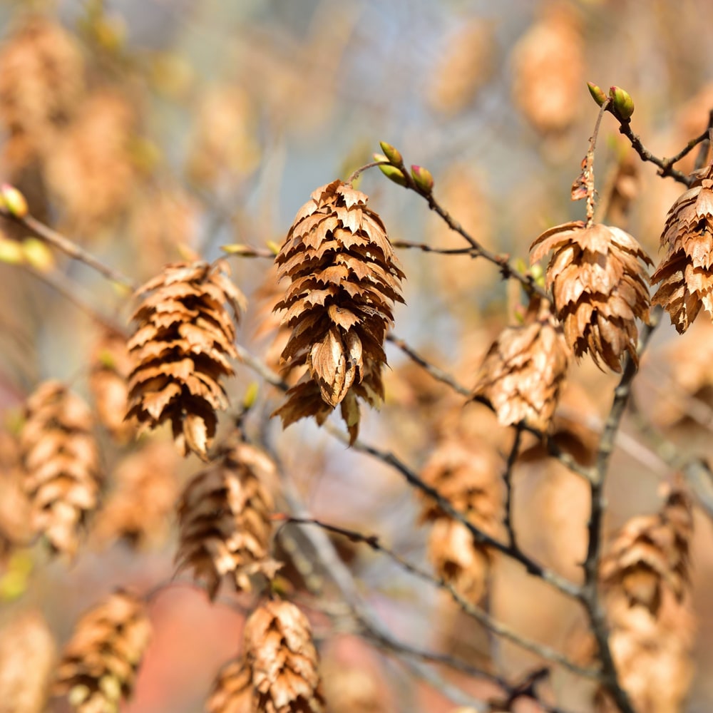 カナシデ 一才性 1