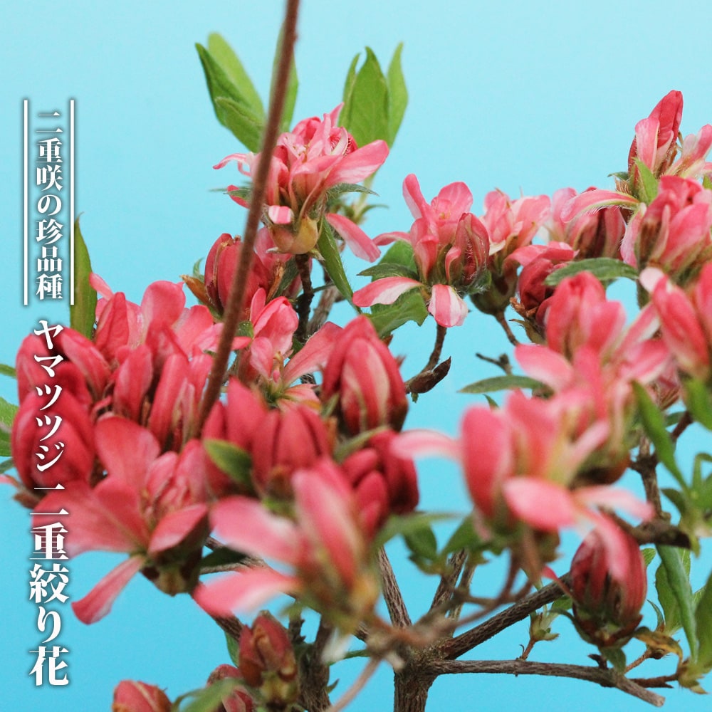 ツツジ 二重絞り花 2