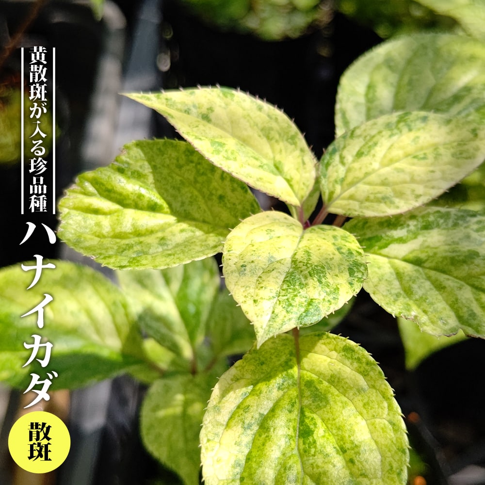 ハナイカダ 斑入り 