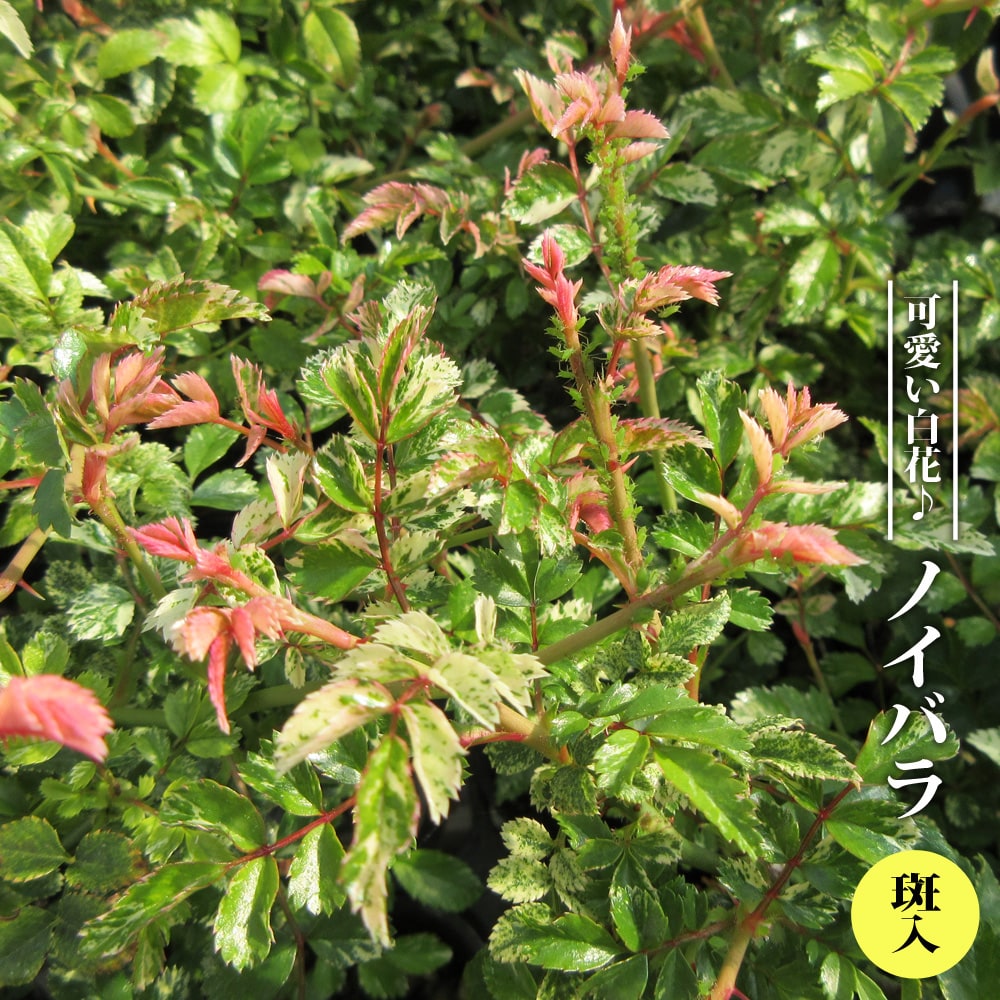 ノイバラ 斑入 