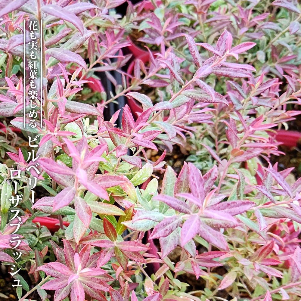 ブルーベリー ビルベリー ローザスブラッシュ 