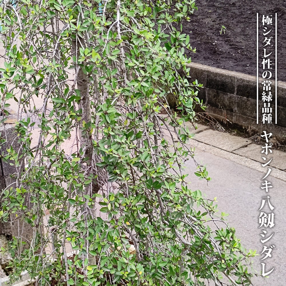 ヤポンノキ 八剱シダレ 