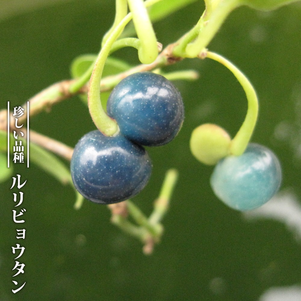 ルリビョウタン ルリビョウタン 